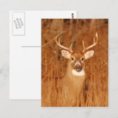 De lange nek van de oude Mule Deer Buck Briefkaart (Voorkant / Achterkant)