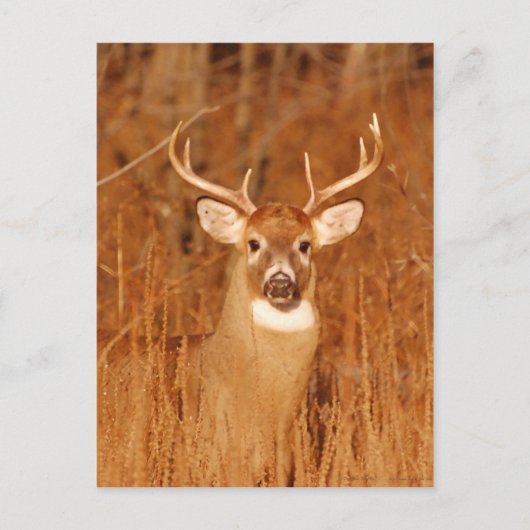 De lange nek van de oude Mule Deer Buck Briefkaart (Voorkant)