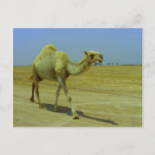De lange weg - Camel op het eiland Failaka Briefkaart (Voorkant)