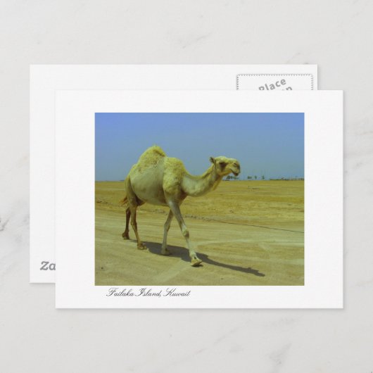 De lange weg - Camel op het eiland Failaka Briefkaart (Voorkant / Achterkant)