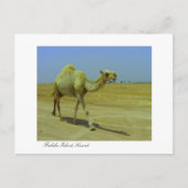 De lange weg - Camel op het eiland Failaka Briefkaart (Voorkant)