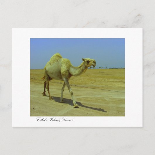 De lange weg - Camel op het eiland Failaka Briefkaart (Voorkant)