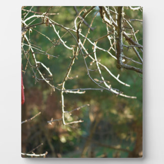 De lantaarn fotoplaat