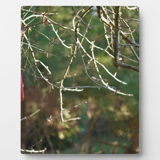 De lantaarn fotoplaat (Voorkant)