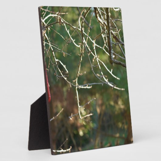 De lantaarn fotoplaat (Zijkant)