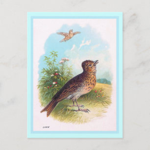 "De Lark"  illustratie Briefkaart