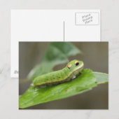 De Larve van Caterpillar van de vlinder Briefkaart (Voorkant / Achterkant)