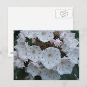 De Laurier van de berg komt Briefkaart tot bloei (Voorkant / Achterkant)