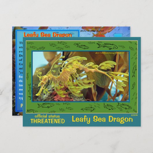 De Leafy Zee Dragon is in gevaar - Briefkaart (Voorkant / Achterkant)