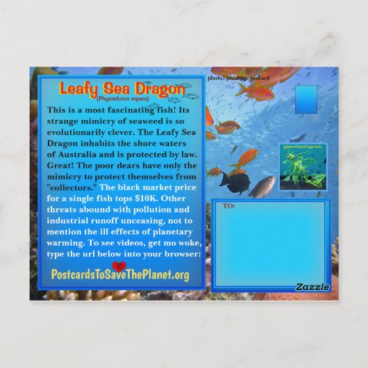 De Leafy Zee Dragon is in gevaar - Briefkaart (Achterkant)