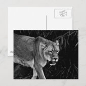 De leeuw briefkaart (Voorkant / Achterkant)