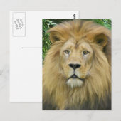 De leeuw briefkaart (Voorkant / Achterkant)
