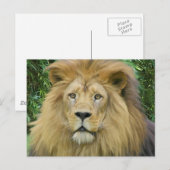 De leeuw briefkaart (Voorkant / Achterkant)