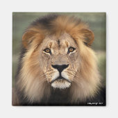 De leeuw magneet (Voorkant)