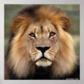 De leeuw poster (Voorkant)