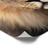 De leeuw poster (Hoek)