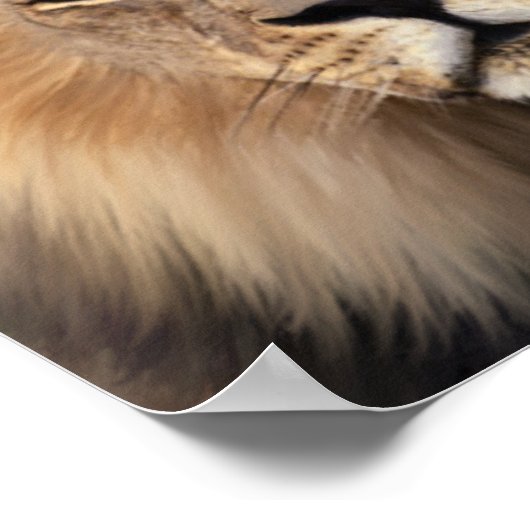 De leeuw poster (Hoek)