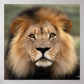 De leeuw poster (Voorkant)