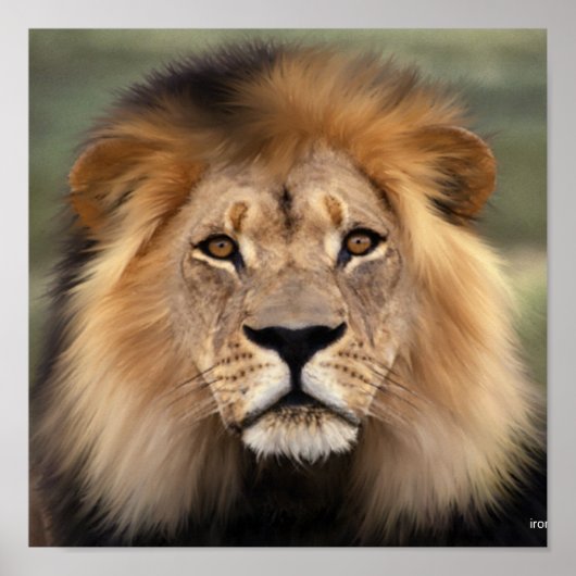 De leeuw poster (Voorkant)