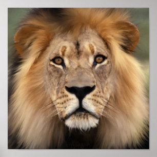 De leeuw poster