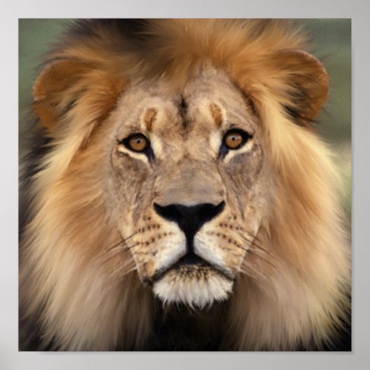 De leeuw poster (Voorkant)