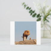 De Leeuwenkoning (volwassen leeuw en welp) Briefkaart (Staand voorkant)