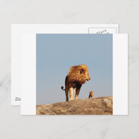 De Leeuwenkoning (volwassen leeuw en welp) Briefkaart (Voorkant / Achterkant)