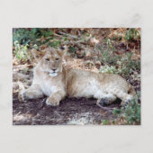 De leeuwenkub rust op de Serengeti Briefkaart (Voorkant)