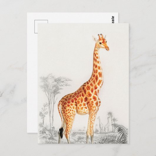 De legante Giraffe Briefkaart (Voorkant / Achterkant)