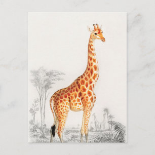 De legante Giraffe Briefkaart