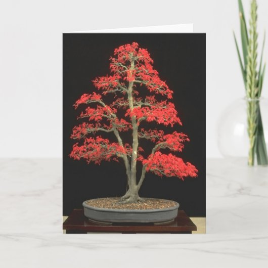 De Lege Kaart van de bonsai (Voorkant)
