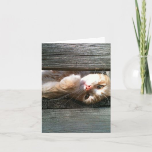 de lege kaart van de kattennota (Voorkant)