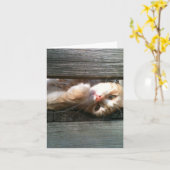 de lege kaart van de kattennota (Gele Bloem)