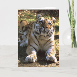 De Lege Kaart van de tijger