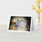 De lege Kaart van Groeten: Knorrige Grijze Kat! (Gele Bloem)