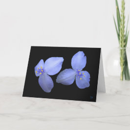 De Lege Wenskaarten van de Bloem van Spiderwort Kaart