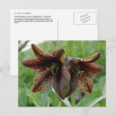 De Lelie van de chocolade, Eiland Unalaska Briefkaart (Voorkant / Achterkant)