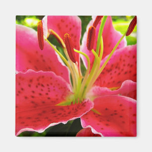 De Lelie van Gazer van de ster Magneet