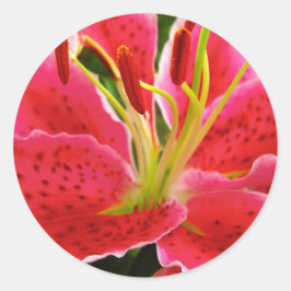 De Lelie van Gazer van de ster Ronde Sticker