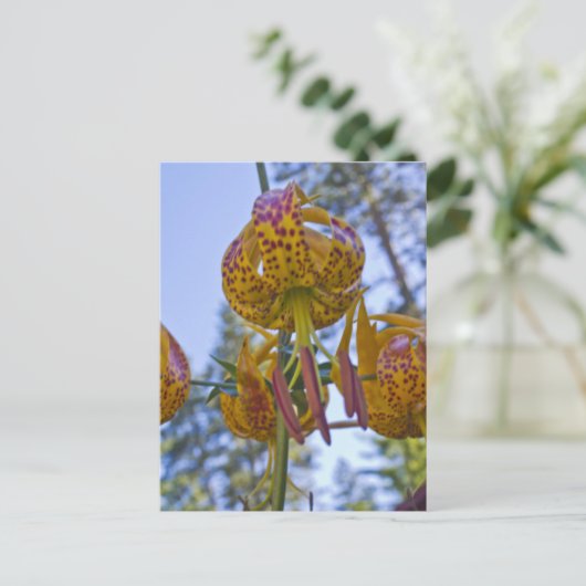 De Lelie van Humboldt Briefkaart (Staand voorkant)