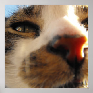 de lelijkste kat ter wereld poster