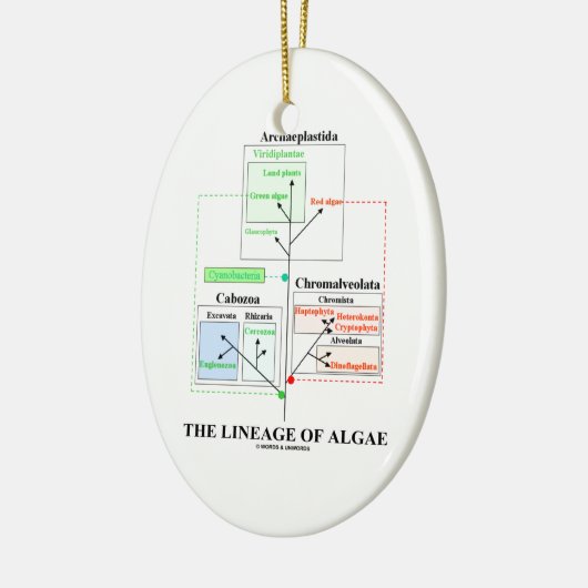 De lengte van de algenevolutionaire biologie keramisch ornament (Links)