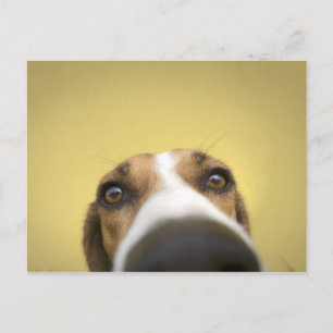 de lensreiniger briefkaart