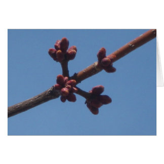 De lente begint te ontstaan