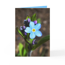 De lente bloeit Wenskaart