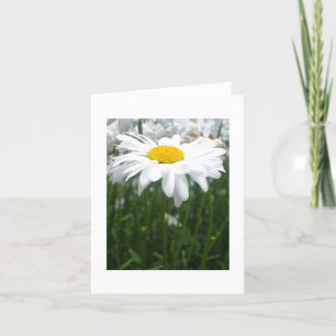 De lente Daisy Kaart