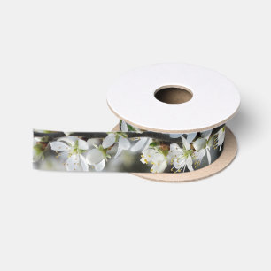 De lente, het Witte Lint van de Foto van Bloesems