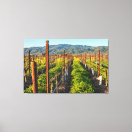 De lente in een wijngaard canvas afdruk