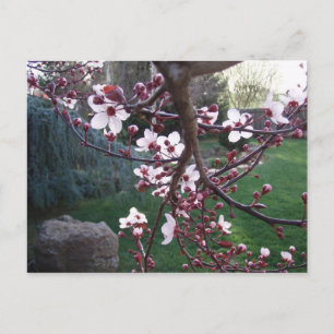 De lente is gestroomd briefkaart