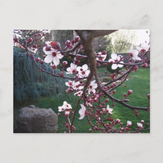 De lente is gestroomd briefkaart